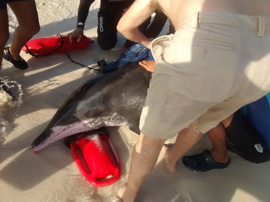 nado-con-delfines-cancun-rescate