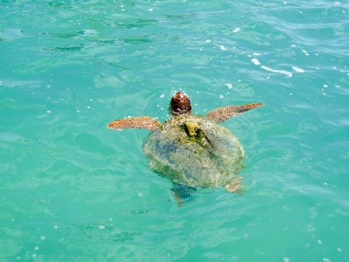 ecoturismo-riviera-maya-1.jpg