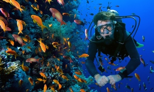 nado-con-delfines-en-puerto-morelos-buceo