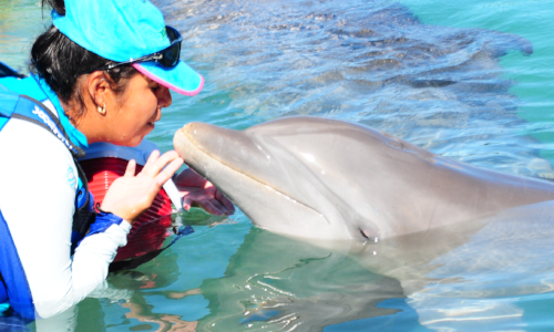 delphinus-animal-day