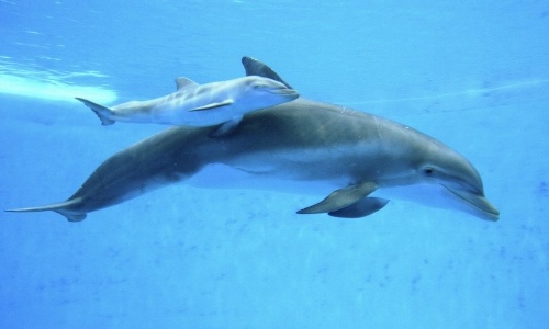 delphinus-maternidad-reproduccion.jpeg