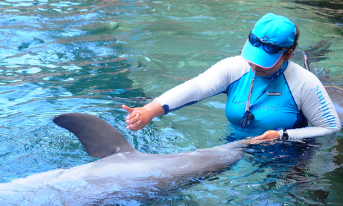 delphinus-dia-mundial-de-los-animales