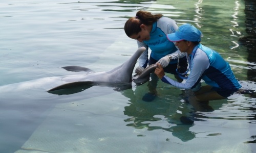 delphinus_veterinaria