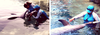 delphinus_world_animal_day