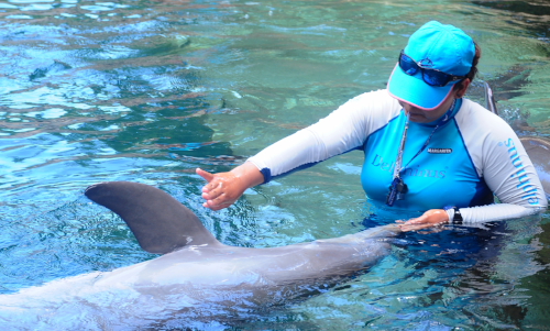 delphinus-world-animal-day