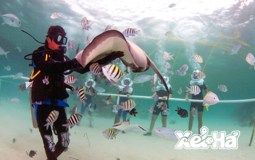 Delphinus-swim-with-dolphins-in-xel-ha-aquarium