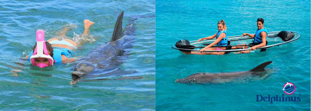 Delphinus Puerto Morelos Nature Connection