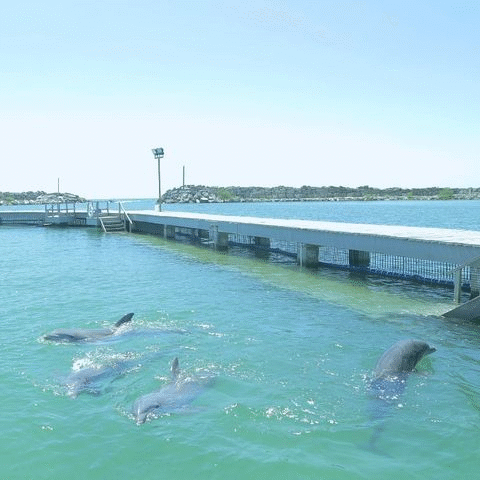 Delphinus Puerto Morelos habitat