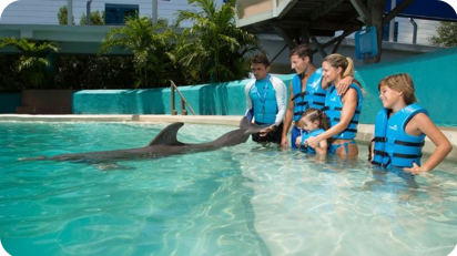 Delphinus Splash