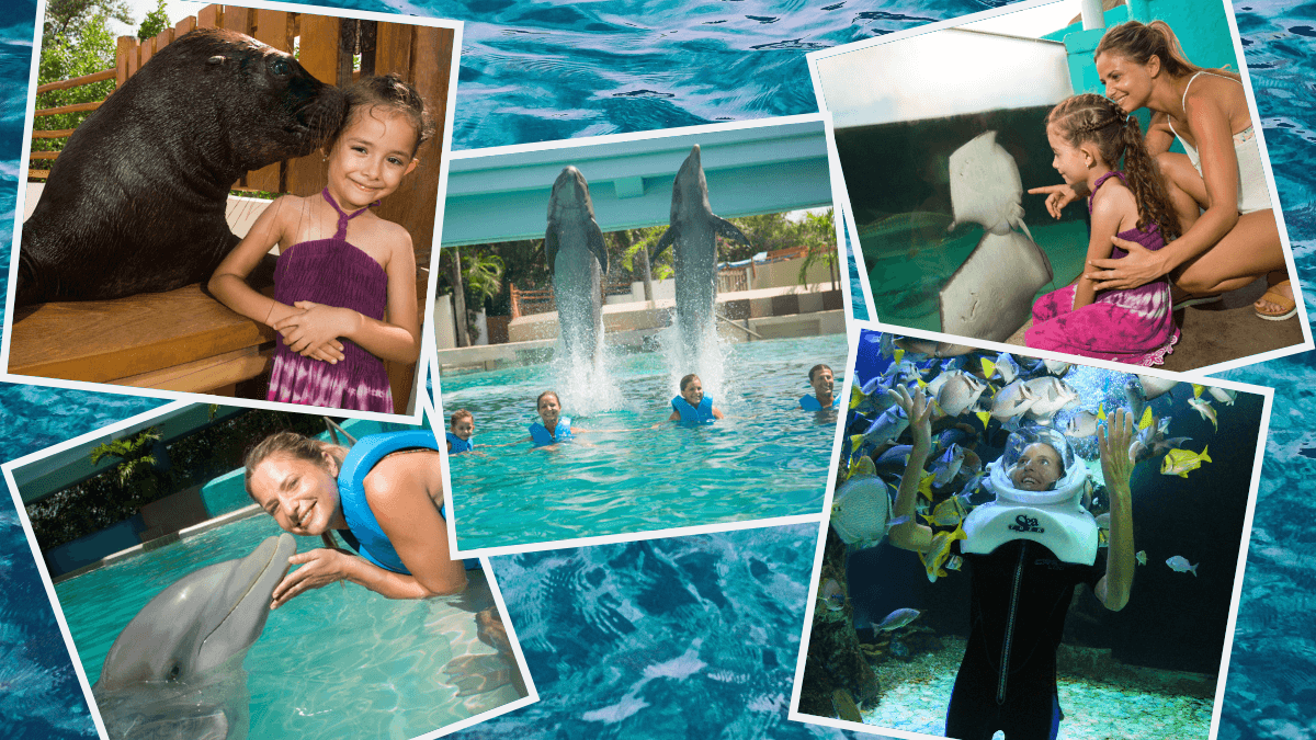 Delphinus-acuario-nadar-con-delfines-en-cancun