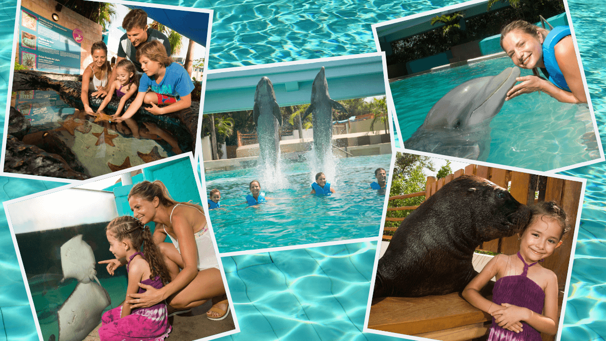Delphinus-visit-interactive-aquarium-cancun