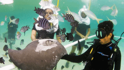 Delphinus Xel-Ha atracciones sea trek