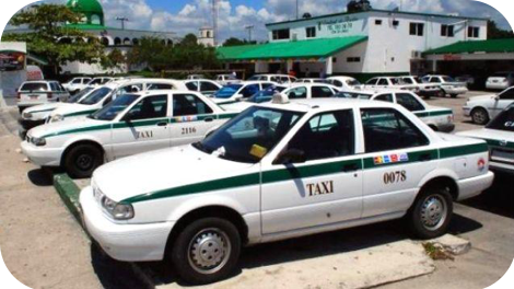 Delphinus taxi