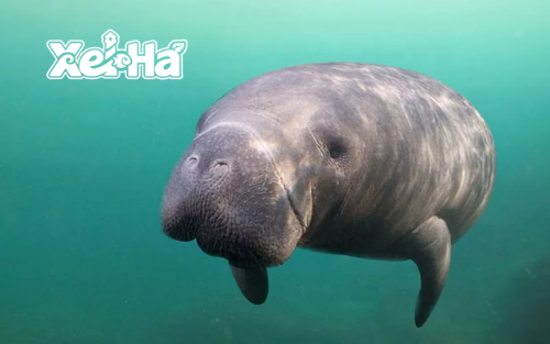 Delphinus actividad extra Xel-Ha manaties