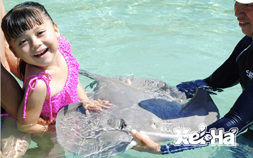 Delphinus actividad extra Xel-Ha rayas