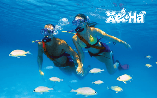 Delphinus actividad extra Xel-Ha snuba