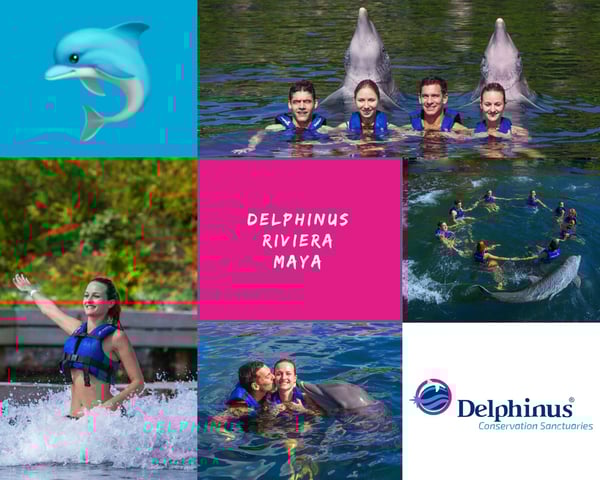 Collage Delphinus Playa del Carmen