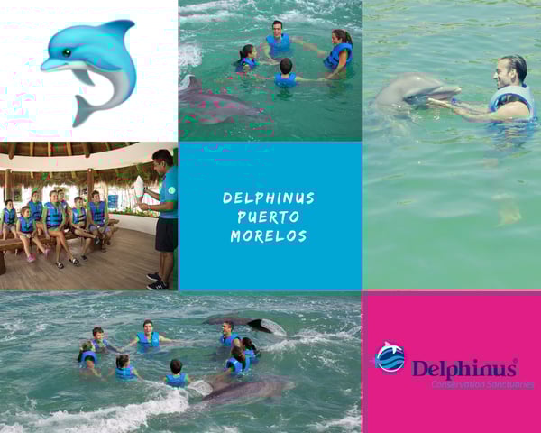 Collage Delphinus Puerto Morelos