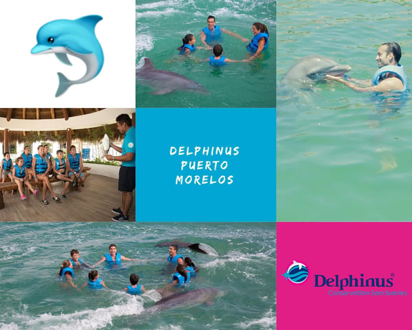 Collage Delphinus Puerto Morelos