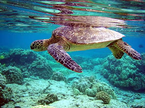 swim-with-dolphins-isla-mujeres.jpg