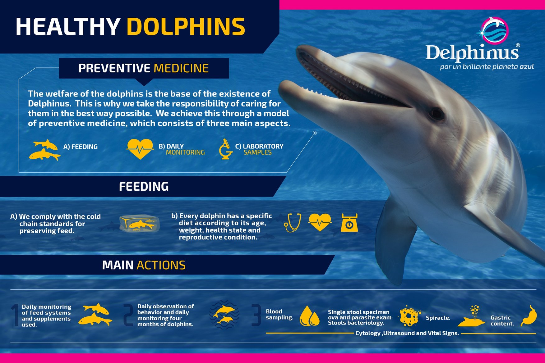 The importance of swimming with healthy dolphins
