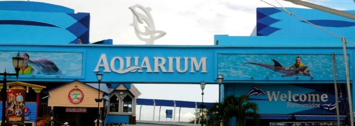 La-Isla-Shooping-Mall-Cancun-nado-con-delfines-Delphinus.jpg