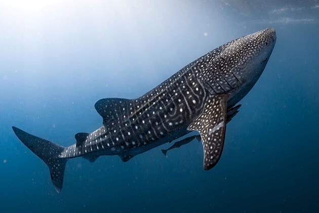 Where to swim with whale sharks in Mexico
