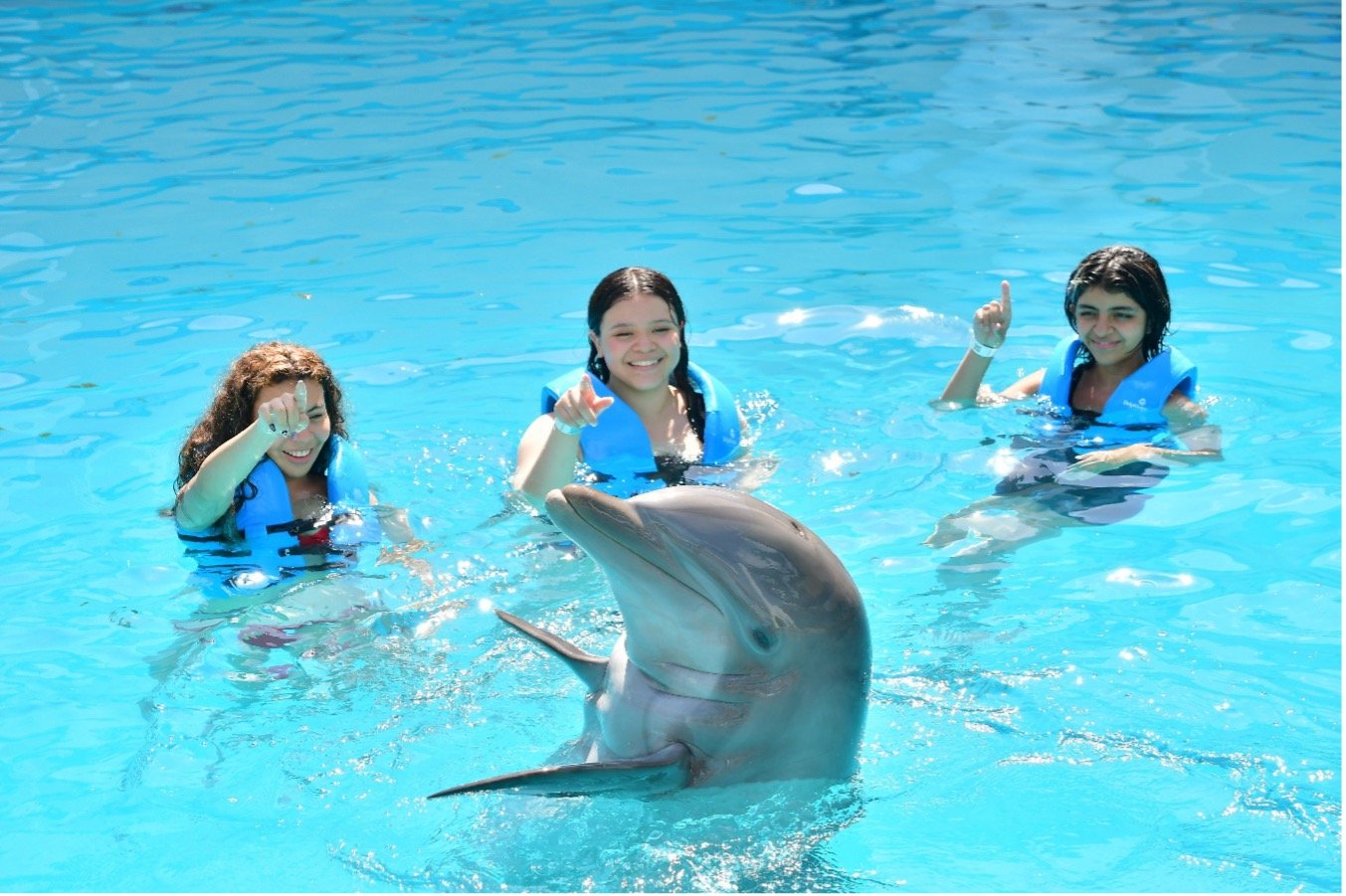Dolphin interaction