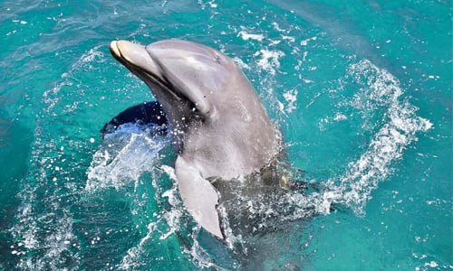 delfin en cancun