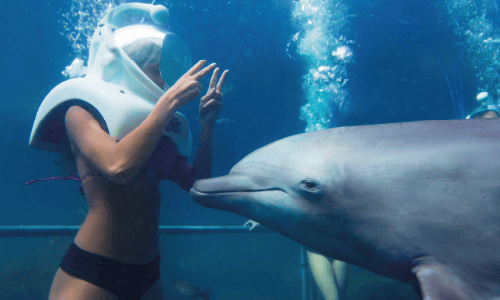  Smiling encounter during underwater swim with dolphins at Delphinus - Dolphin Trek