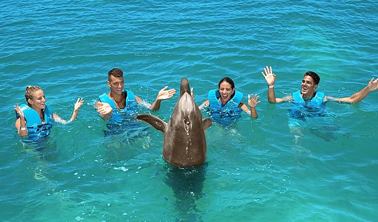swim with dolphins in Cancun