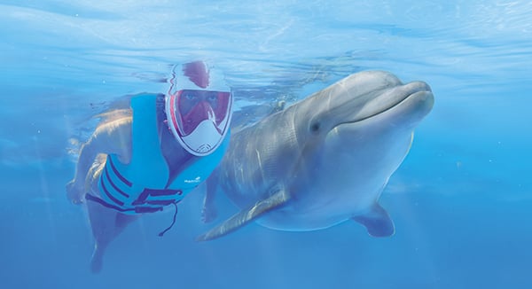 Actividades nado con delfines