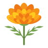 marigold