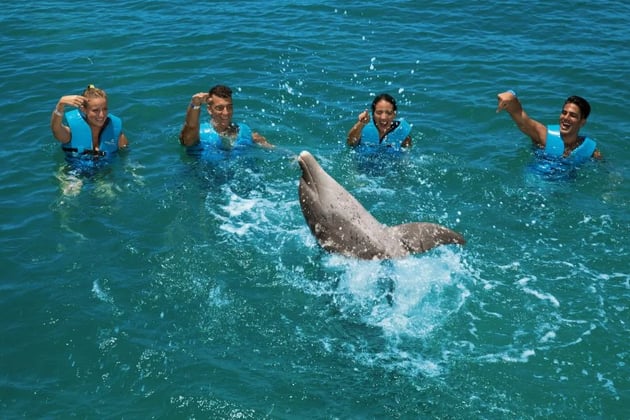 nadar con delfines riviera maya