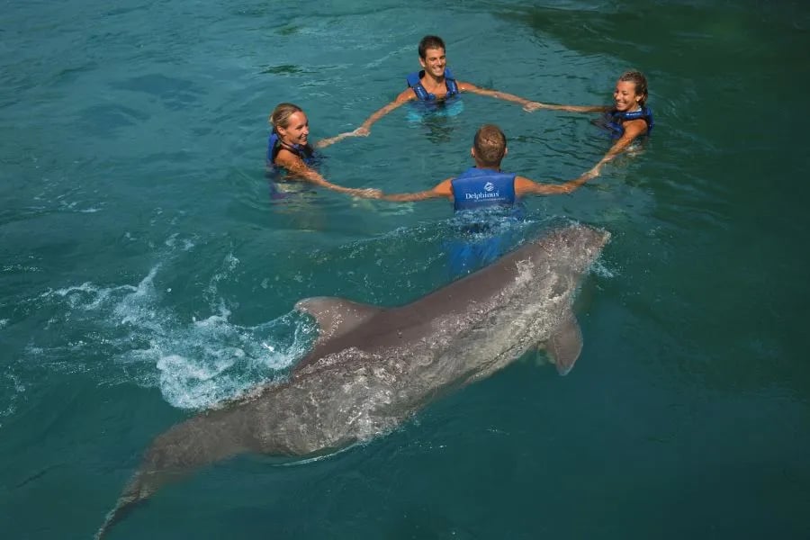 nado con delfines riviera maya