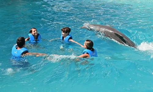 Nado familiar con delfines en Delphinus - Premium