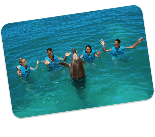 nado delphinus