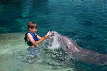 Delphinus nado perfecto para ninios