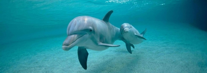 Conoce el programa de educación ambiental Delphinus