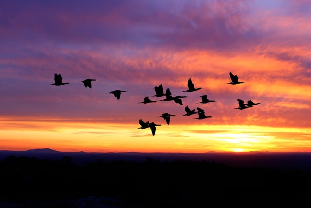 aves-migratorias-isla-contoy.jpg