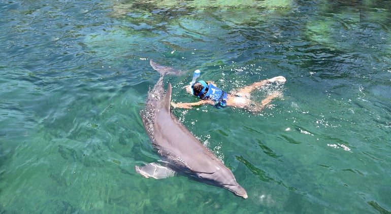 Snorquel-con-delfines-rivieramaya-delphinus (1)