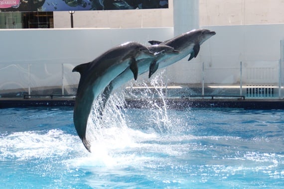 nado con delfines en riviera maya