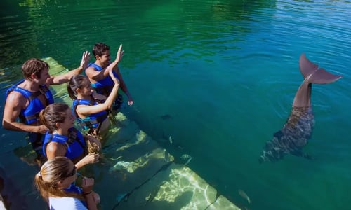 dolphin trainer goodbye