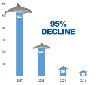 vaquita-marina-extincion-delphinus.jpeg
