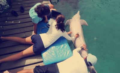 Swimming with dolphins in Mexico Cancun riviera Maya