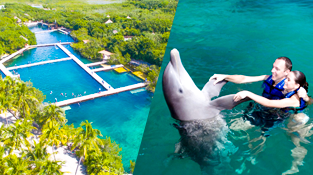 parks-in-cancun-delphinus-dolphinclusive-xel-ha.png