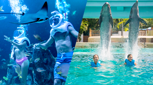 parks-in-cancun-delphinus-trek.png