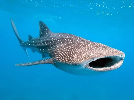 Swim with the whale shark