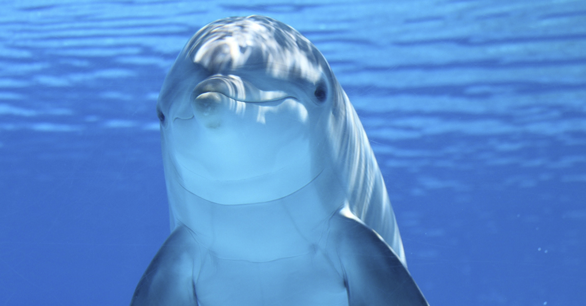 Swimming with dolphins in Cancún: What to expect