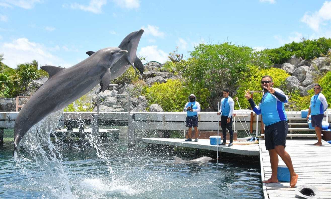 ¿Todos los nados con delfines son iguales? Lo que debes saber antes de elegir en Cancún y Riviera Maya
